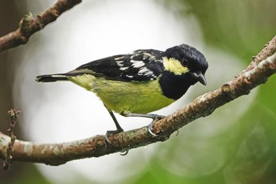 ELEGANT TIT - BYZ09394a.jpg