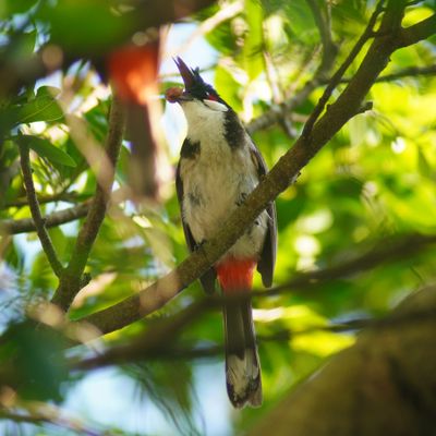 RED-WHISKERED BULBUL - BOY06720a.jpg