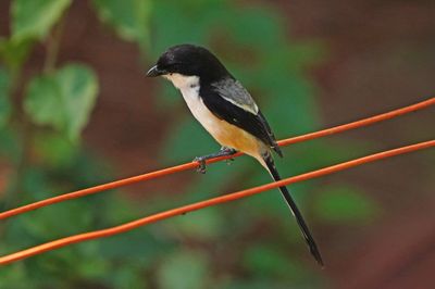 LONG-TAILED SHRIKE - BYZ08681a.jpg