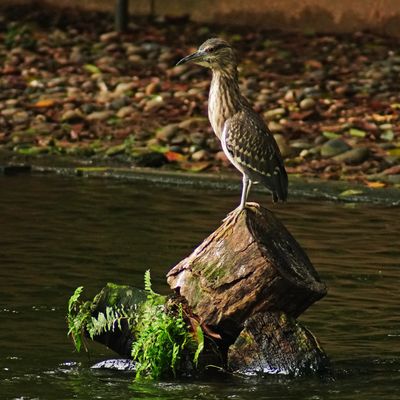 BLACK-CROWNED NIGHT-HERON - BOY06235a.jpg