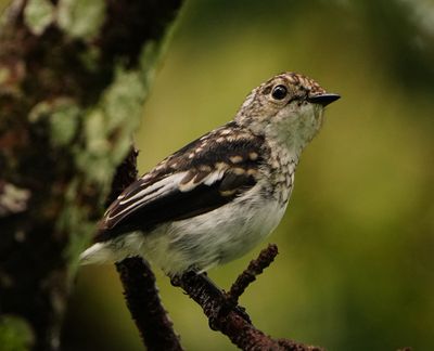 LITTLE PIED FLYCATCHER - BYZ09458a.jpg