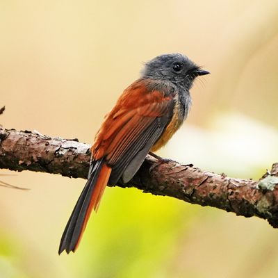 BLUE-HEADED FANTAIL - BYZ09550a.jpg