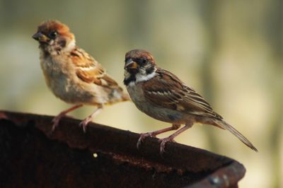 EURASIAN TREE SPARROW - BOY06668a.jpg