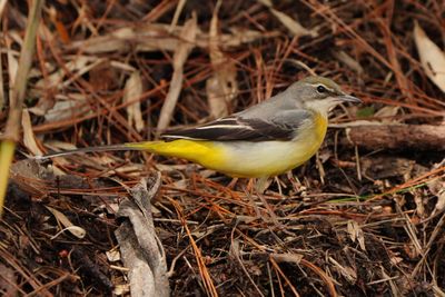 GREY WAGTAIL - BYZ08791a.jpg