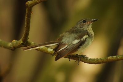 ORIENTAL MAGPIE-ROBIN - BOY06778a.jpg