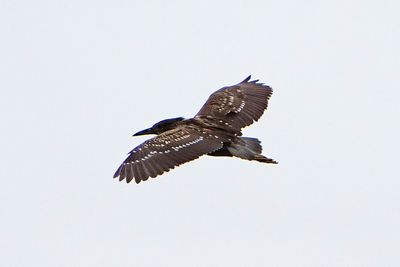 BLACK-CROWNED NIGHT-HERON - BYZ00184a.jpg