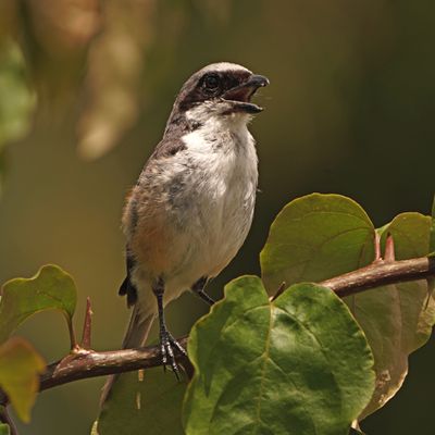 MOUNTAIN SHRIKE - BYZ00148a.jpg