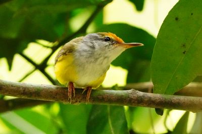 MOUNTAIN TAILORBIRD - BYZ09286a.jpg