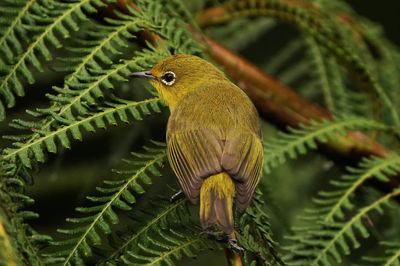 WARBLING WHITE-EYE - BYZ00220a.jpg