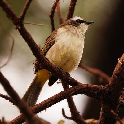 YELLOW-VENTED BULBUL - BYZ00419a.jpg