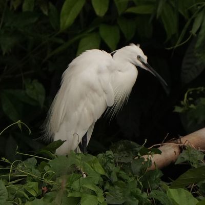 LITTLE EGRET - BYZ00210a.jpg