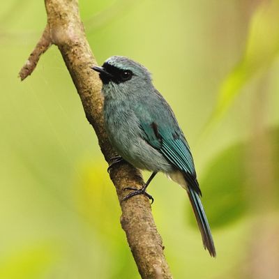 TURQUOISE FLYCATCHER - BYZ09835a.jpg