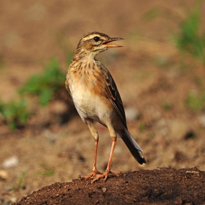 PADDYFIELD PIPIT - BYZ00610a.jpg