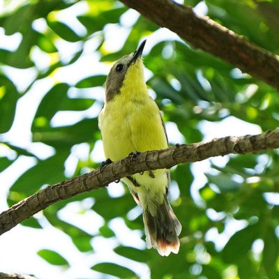 GOLDEN-BELLIED GERYGONE - BYZ00546a.jpg