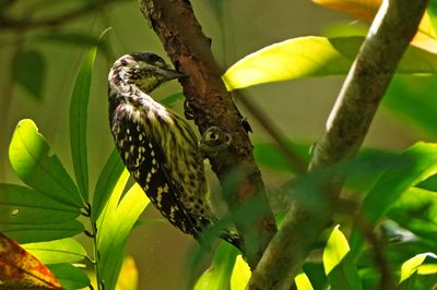 PHILIPPINE PYGMY WOODPECKER - BYZ00673a.jpg