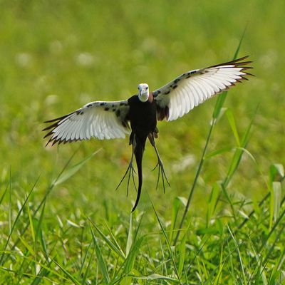 PHEASANT-TAILED JACANA - BYZ00707aa.jpg