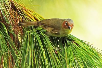 CHESTNUT-FACED BABBLER - BYZ00628a.jpg