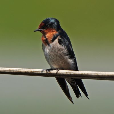 PACIFIC SWALLOW - BYZ00867a.jpg
