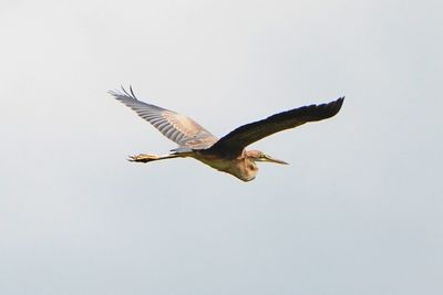 PURPLE HERON - BYZ00719a.jpg
