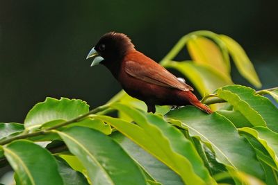 CHESTNUT MUNIA - BYZ00717a.jpg