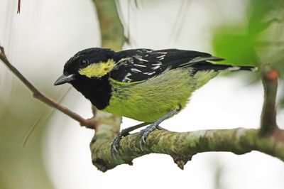ELEGANT TIT - BYZ09398a.jpg