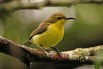 OLIVE-BACKED SUNBIRD - BYZ09467a.jpg