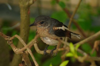 ORIENTAL MAGPIE-ROBIN - BOY06501a.jpg
