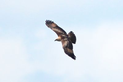 BRAHMINY KITE - BYZ00847a.jpg