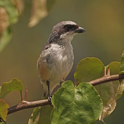 MOUNTAIN SHRIKE - BYZ00135a.jpg