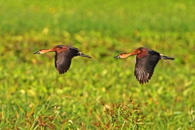 WANDERING WHISTLING DUCKS - BYZ01297a.jpg