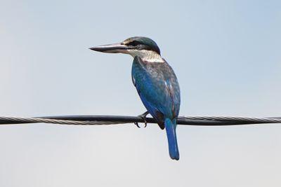 COLLARED KINGFISHER - BYZ00767a.jpg