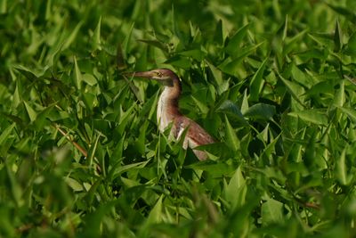 YELLOW BITTERN - BYZ00950a.jpg