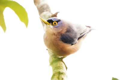 SULPHUR-BILLED NUTHATCH - BYZ01180a.jpg