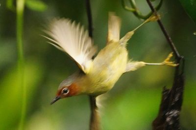 CHESTNUT-FACED BABBLER - BYZ01354a.jpg