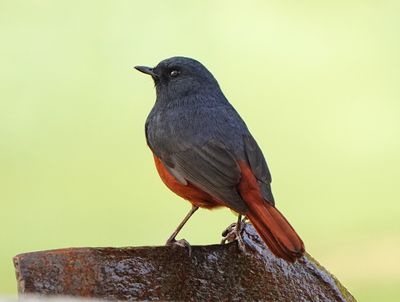 LUZON WATER REDSTART - BYZ01057a.jpg