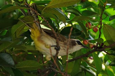 YELLOW-VENTED BULBUL - BYZ00522a.jpg