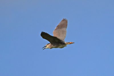 BLACK-CROWNED NIGHT HERON - BYZ01276a.jpg