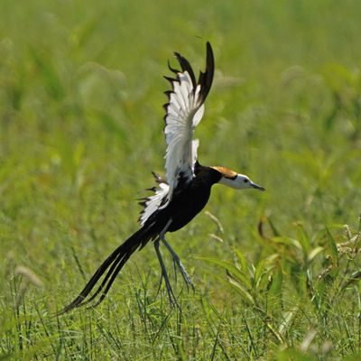 PHEASANT-TAILED JACANA - BYZ01161a.jpg
