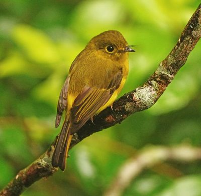 CITRINE CANARY FLYCATCHER - BYZ00278a.jpg