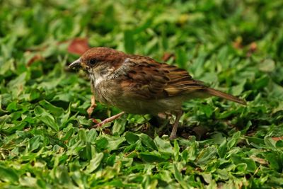 EURASIAN TREE SPARROW - BYZ00474a.jpg