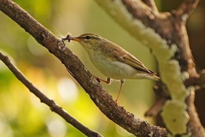 ARCTIC WARBLER - BYZ01436a.jpg