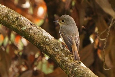 LITTLE PIED FLYCATCHER - BYZ01460a.jpg