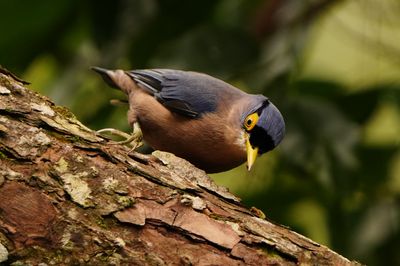 SUPHUR-BILLED NUTHATCH - BYZ01520a.jpg