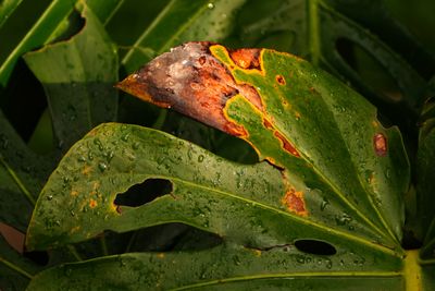 17 september BYZ01618a.jpg