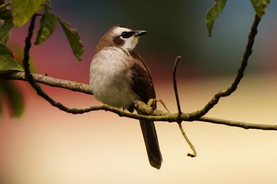 YELLOW-VENTED BULBUL - BYZ01561a.jpg