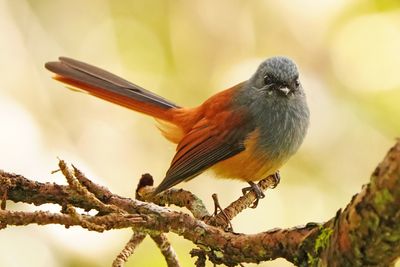 BLUE-HEADED FANTAIL - BYZ01646a.jpg