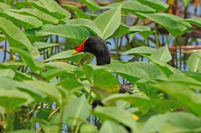 COMMON MOORHEN - BYZ00792a.jpg