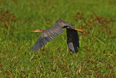 PURPLE HERON - BYZ01245aa.jpg