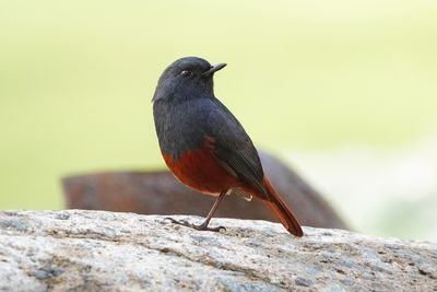 LUZON WATER REDSTART - BYZ01051a.jpg