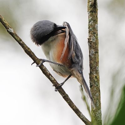 MOUNTAIN SHRIKE - BYZ01826a.jpg
